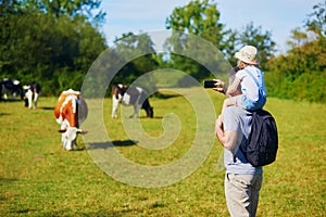 Father holding daughter on shoulders and walking near cows grazing on a green pasture in rural Brittany, France