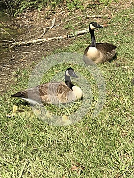 Father and Mother Canada Geese and Tiny Yellow Fluffy Gosling Baby Chicks