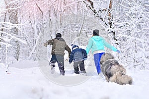 Father, mother, son and their big dog run in a winter snowy forest.