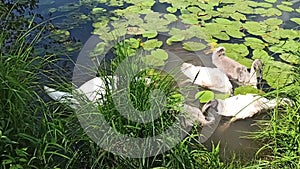 Father or mother swan eating with his babies near a lake shore