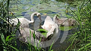 Father or mother swan eating with his babies near a lake shore