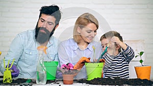 Father, mother and their son plant flowers in colored pots. A boy with a shoulder blade pours the ground into a pot and