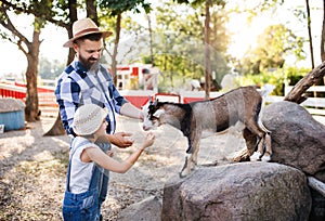 A father with small daughter outdoors on family farm, feeding animals.