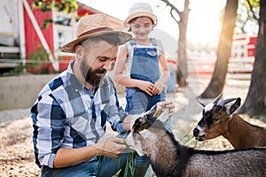 A father with small daughter outdoors on family farm, feeding animals.