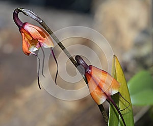 Father Sodiro's Dracula Orchid