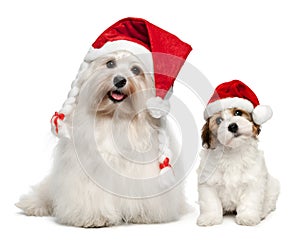 Father and son Bichon Havanese dogs in Christmas hats