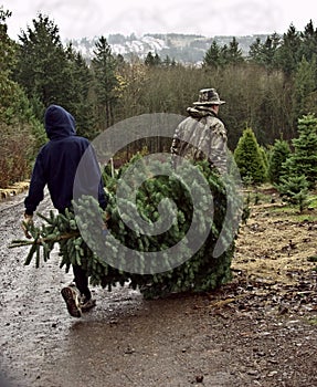 Father and Son Carry Fresh Cut Christmas Tree