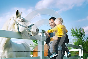 Father and son are feed a horse at countryside.