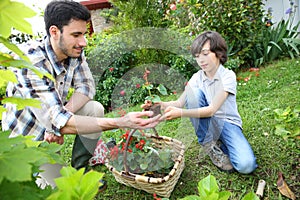 Father and son gardening