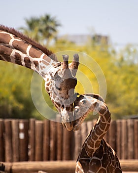 Father and son giraffe nuzzle