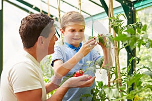 Father And Son Harvesting Home Grown Tomatoes In Greenhouse