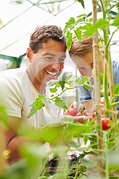 Father And Son Harvesting Home Grown Tomatoes In Greenhouse