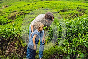 Father and son are traveling on a tea plantation in Malaysia. Tr