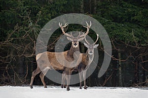 Father And Son:Two Generations Of Noble Deer Stag. Two Red Deer Cervus Elaphus Stand Next The Winter Forest. Winter Wildlife St