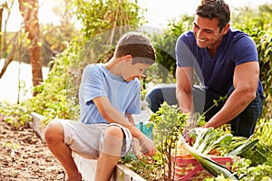 Father And Son Working On Allotment Together photo