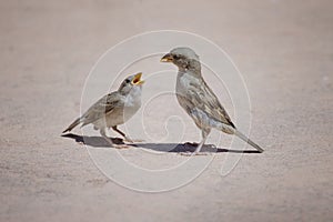 Father sparrow feeding his kid