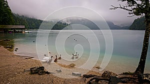 A father swan leads his young swan chicks to a mountain lake to swim in the turquoise water