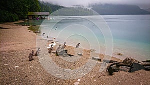 A father swan leads his young swan chicks to a mountain lake to swim in the turquoise water