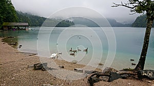 A father swan leads his young swan chicks to a mountain lake to swim in the turquoise water