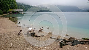 A father swan leads his young swan chicks to a mountain lake to swim in the turquoise water