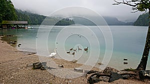 A father swan leads his young swan chicks to a mountain lake to swim in the turquoise water