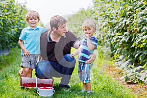 Father and two little boys on organic raspberry farm