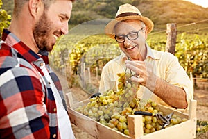 Father vintner showing grapes to son