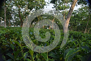 Fatickchri Odulia Tea Garden, Najirhat, Chittagong , Bangladesh