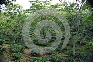 Fatickchri Odulia Tea Garden, Najirhat, Chittagong , Bangladesh