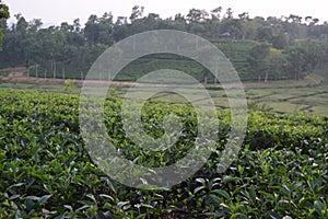 Fatickchri Odulia Tea Garden, Najirhat, Chittagong , Bangladesh