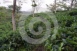 Fatickchri Odulia Tea Garden, Najirhat, Chittagong , Bangladesh