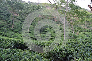 Fatickchri Odulia Tea Garden, Najirhat, Chittagong , Bangladesh