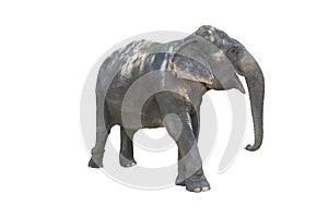 Fatigue elephant