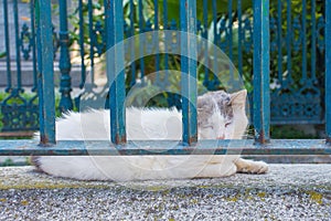 Fatih Mosque Cemetery Cat