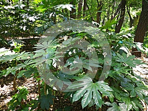 Fatsia japonica