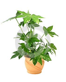 Fatsia japonica in pot isolated on white