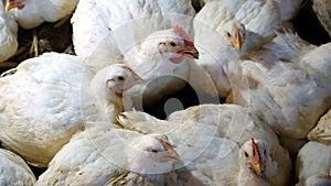 Fattened white chickens