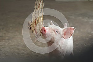The fattening pig in farm photo