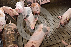 Fattening pigs approaching two months old