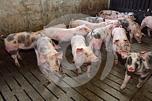 Fattening pigs approaching two months old