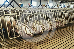 Fattening pigs on a large commercial breeding pig farm