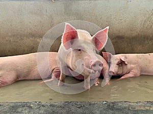 Fattening pigs relax in water against hot weather