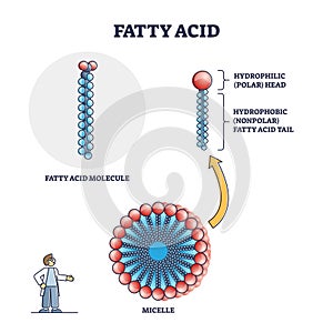 Fatty acid molecule with micelle and side view structure outline diagram photo