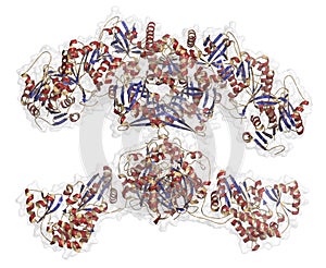 Fatty acid synthase (FAS) enzyme. Responsible for the synthesis of fatty acids photo