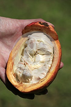 Fatty bean of Theobroma Cacao, fruit on tree, Dominican Republic.