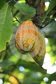 Fatty bean of Theobroma Cacao, fruit on tree, Dominican Republic.