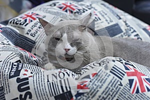 Fatty grey cat is sleeping on bag bean