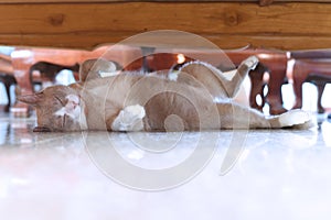 Fatty grey cat is sleeping under table