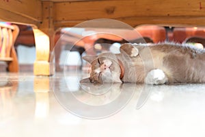 Fatty grey cat is sleeping under table