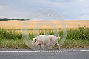 Fatty pig, swine and hog is walking on the road